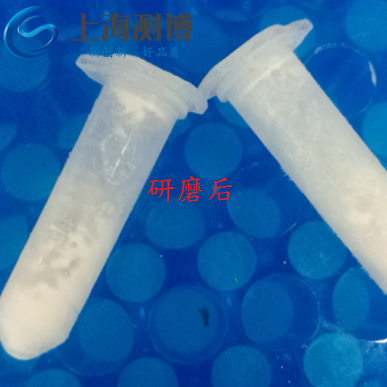 使用多樣品組織研磨儀研磨老鼠血管后是什么效果？