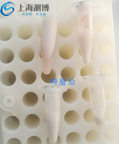 研磨腦組織實(shí)驗(yàn)后